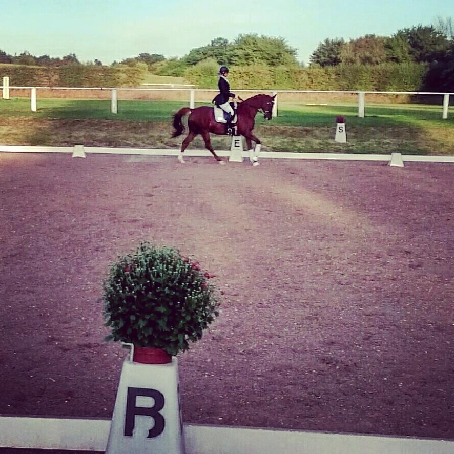 Trakehner Catwalk billede 20