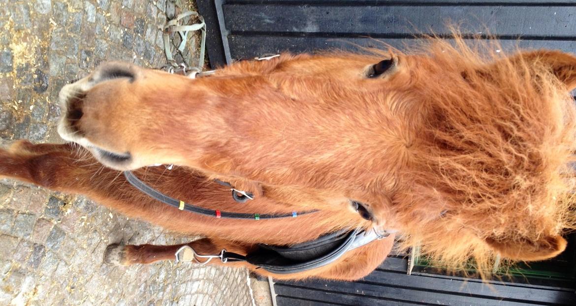Islænder Kiljan fra Vindbyholt - Kiljan som 7-års billede 6