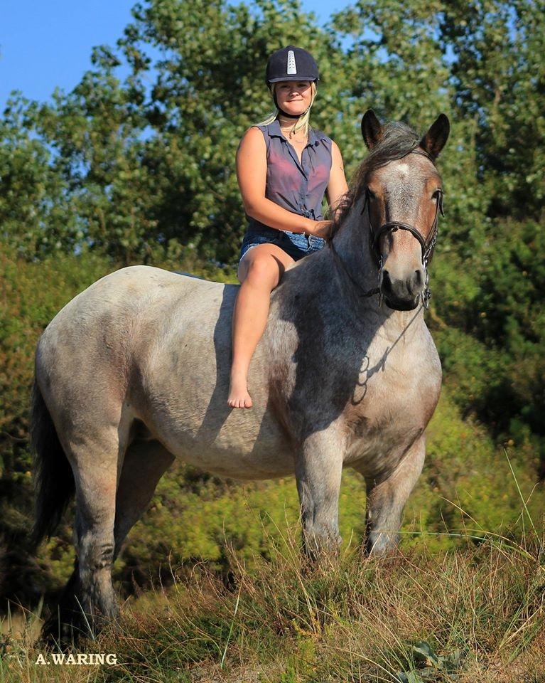 Belgier Dharma af skelmosegaard billede 15