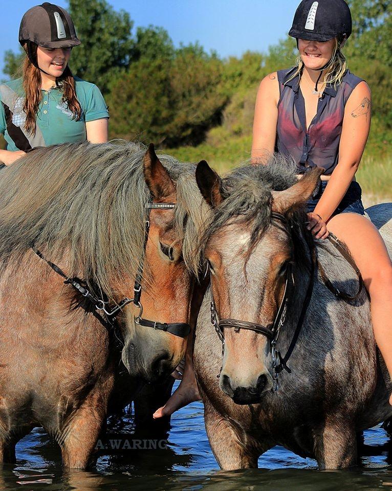 Belgier Dharma af skelmosegaard billede 16