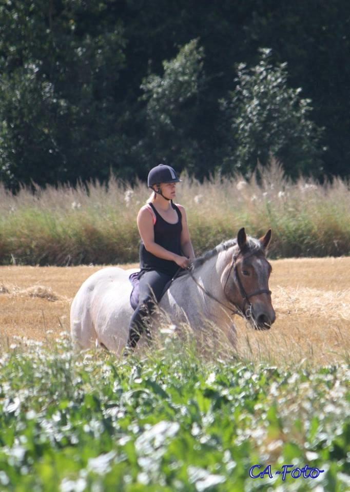 Belgier Dharma af skelmosegaard billede 18