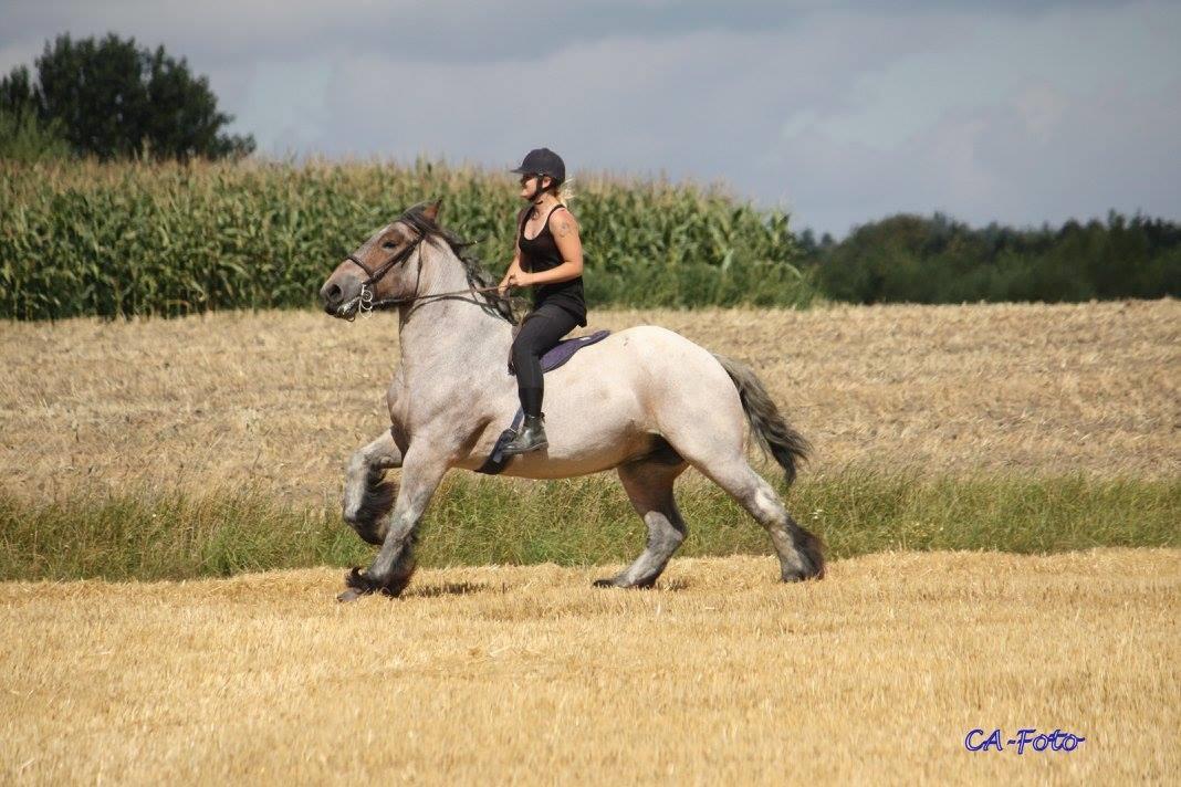 Belgier Dharma af skelmosegaard billede 20