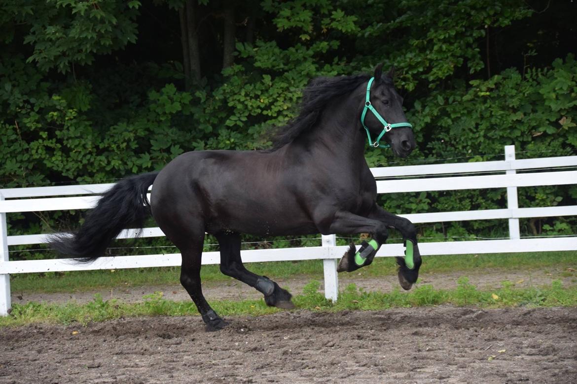 Frieser Nando af Banegården billede 3