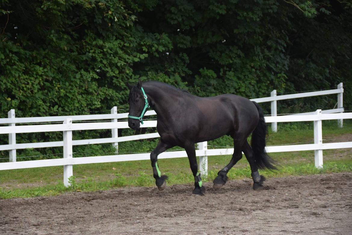 Frieser Nando af Banegården billede 4