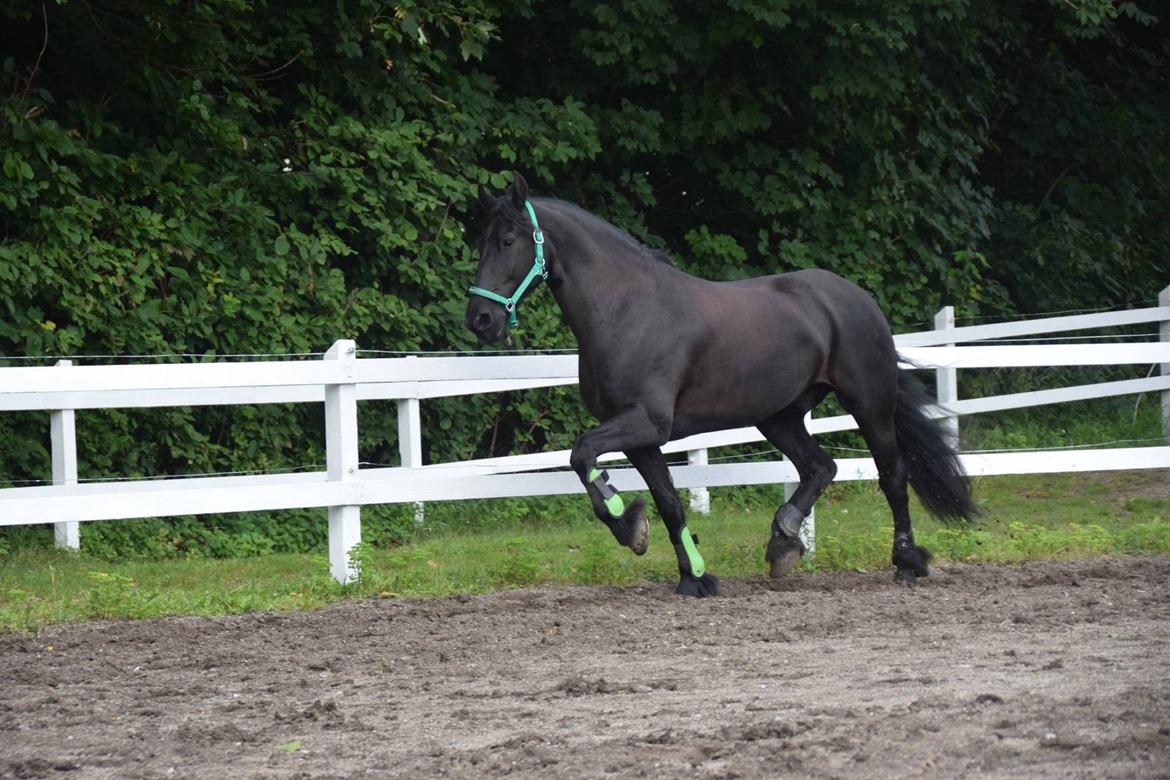 Frieser Nando af Banegården billede 5