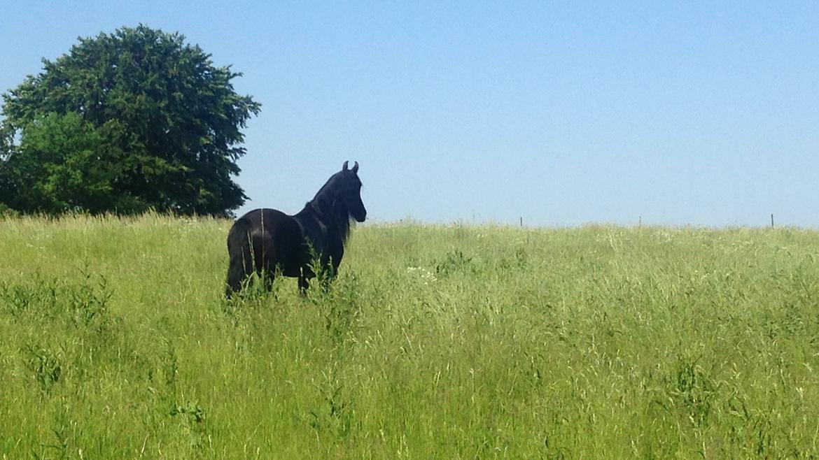Frieser Nando af Banegården billede 11