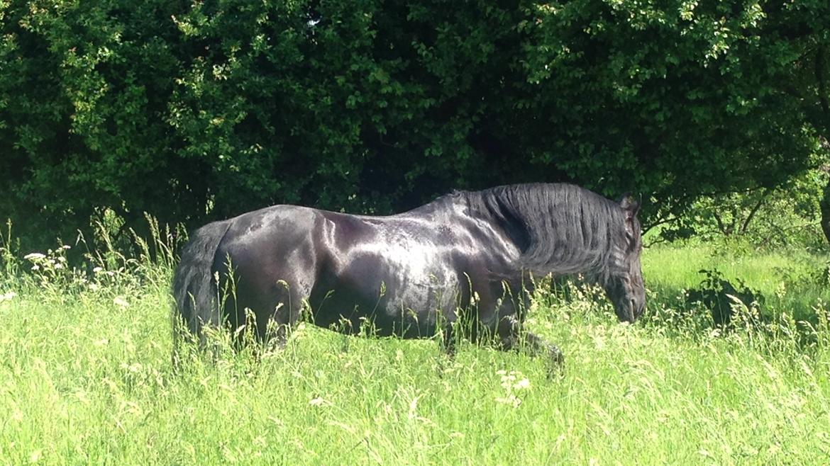 Frieser Nando af Banegården billede 12
