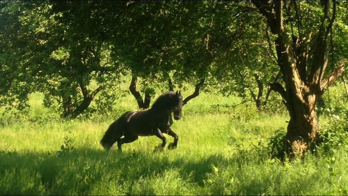 Frieser Nando af Banegården billede 15