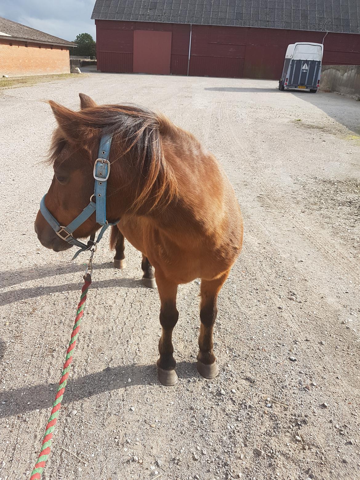 Anden særlig race laban billede 14