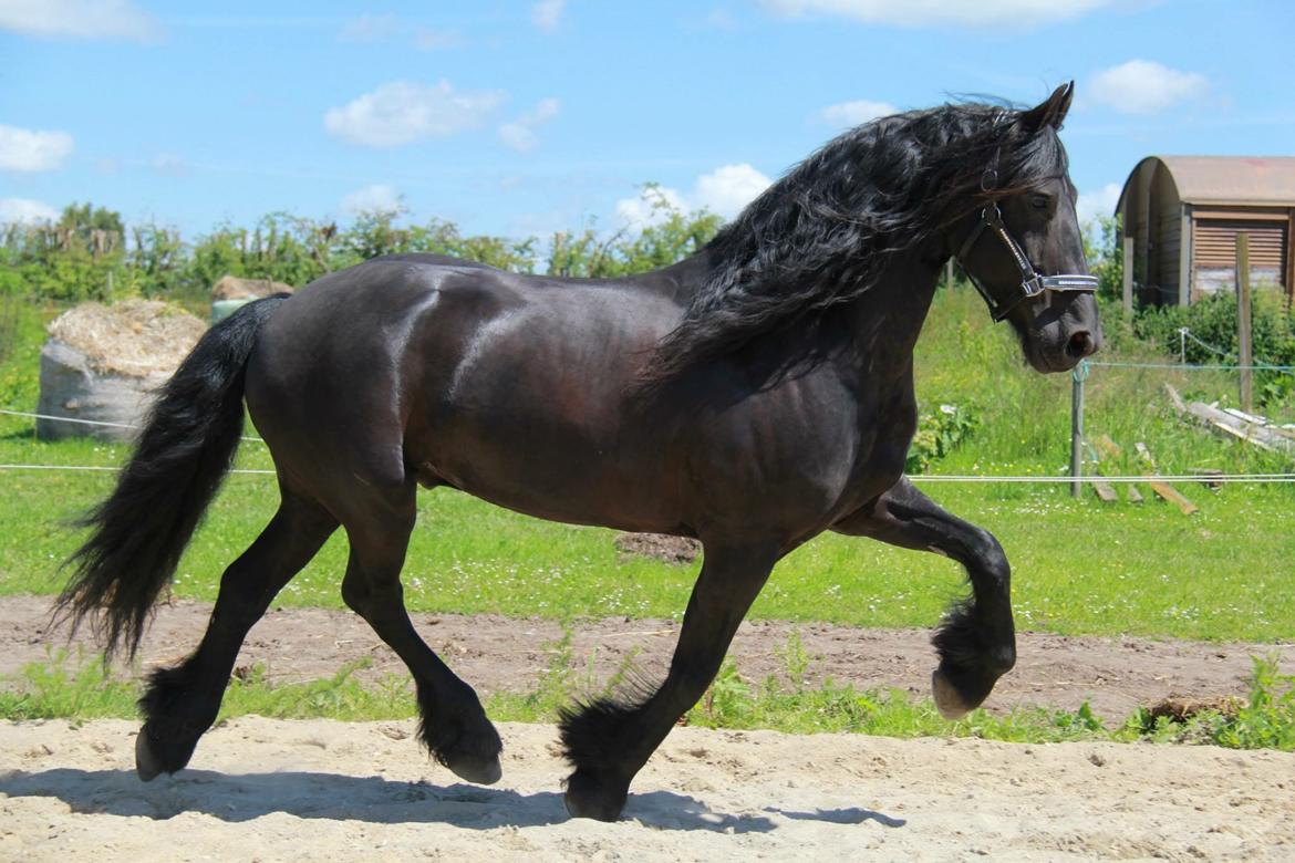 Frieser Nando af Banegården billede 16