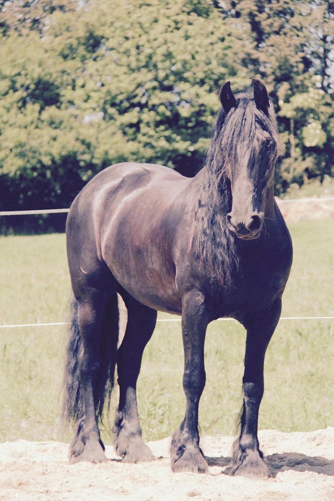 Frieser Nando af Banegården billede 17