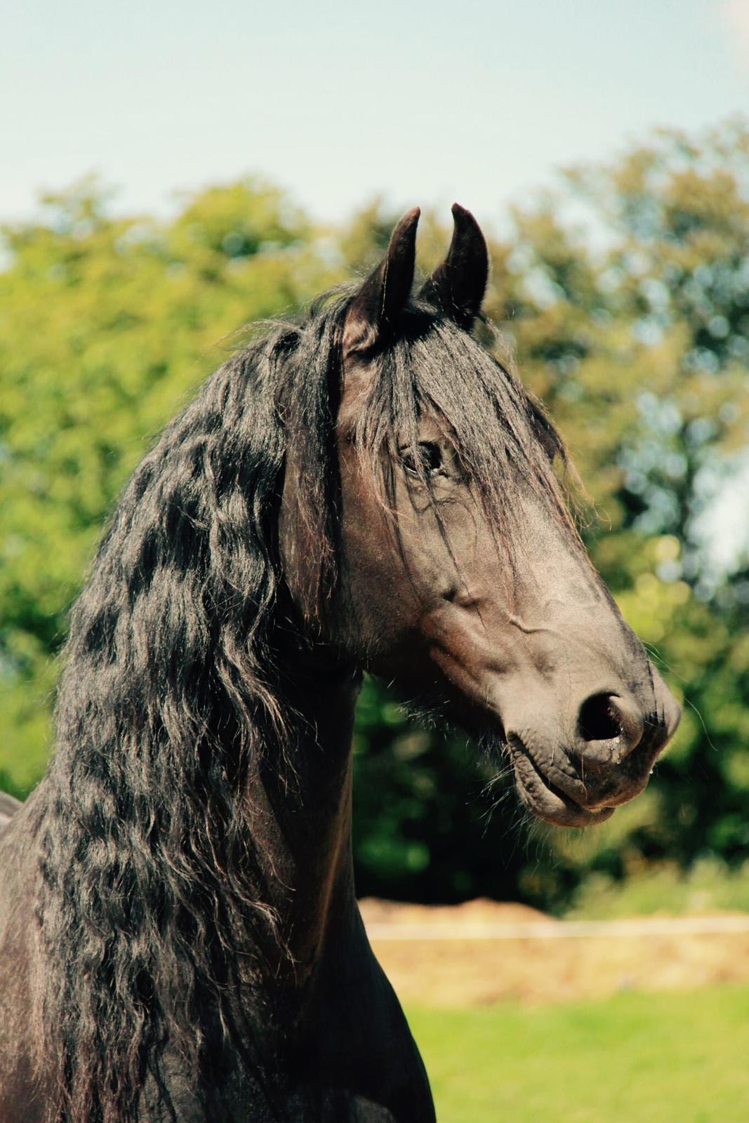 Frieser Nando af Banegården billede 20