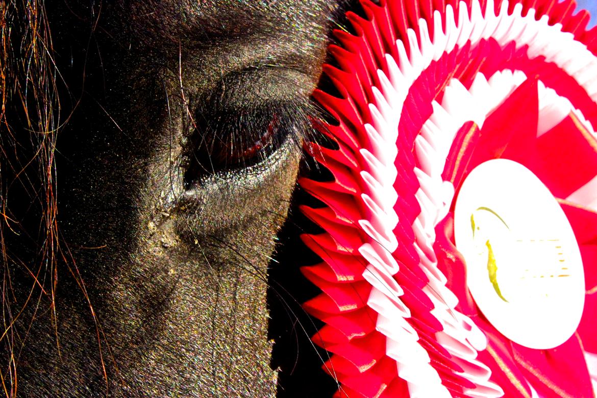 Frieser Nando af Banegården billede 8