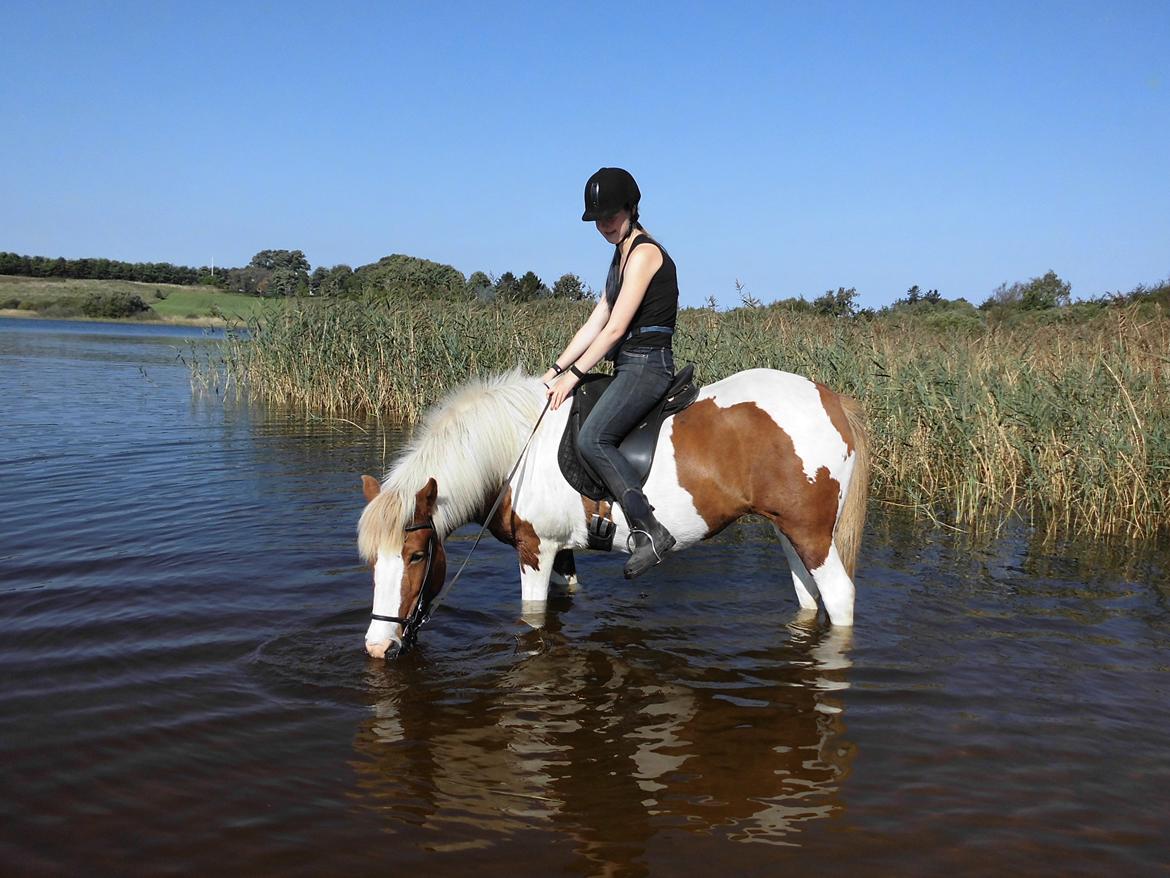 Islænder Gullfaxa fra Gudenådalen (Gulle) - Badning, hun er virkelig skøn den hest <3 billede 6