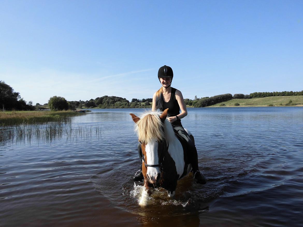 Islænder Gullfaxa fra Gudenådalen (Gulle) - Første gang jeg har Gulle med ude at bade :)  billede 5