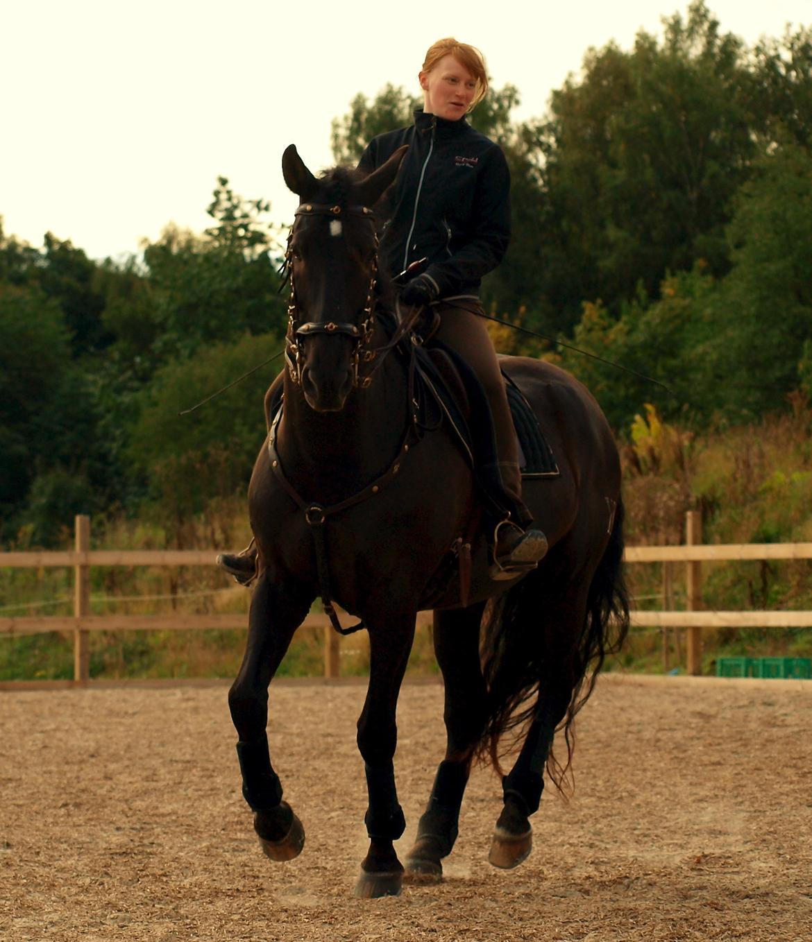 Pura Raza Española Divino XXXVIII billede 21