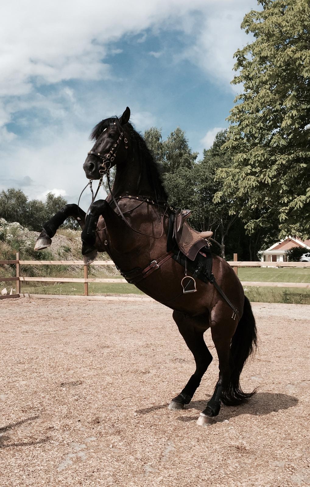 Pura Raza Española Divino XXXVIII billede 24