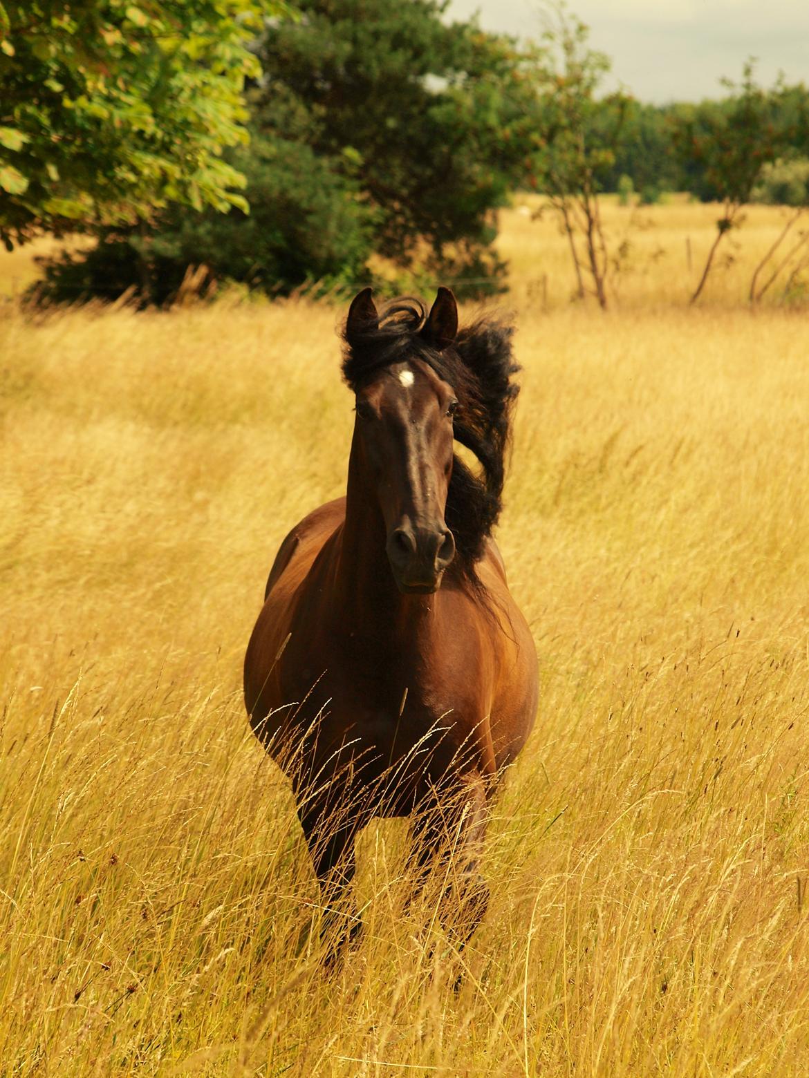 Pura Raza Española Divino XXXVIII billede 29
