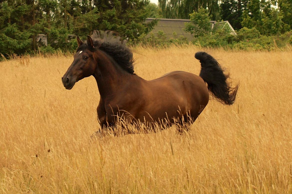 Pura Raza Española Divino XXXVIII billede 27