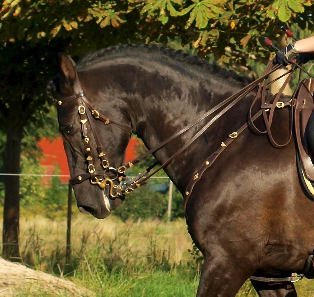 Pura Raza Española Divino XXXVIII billede 42