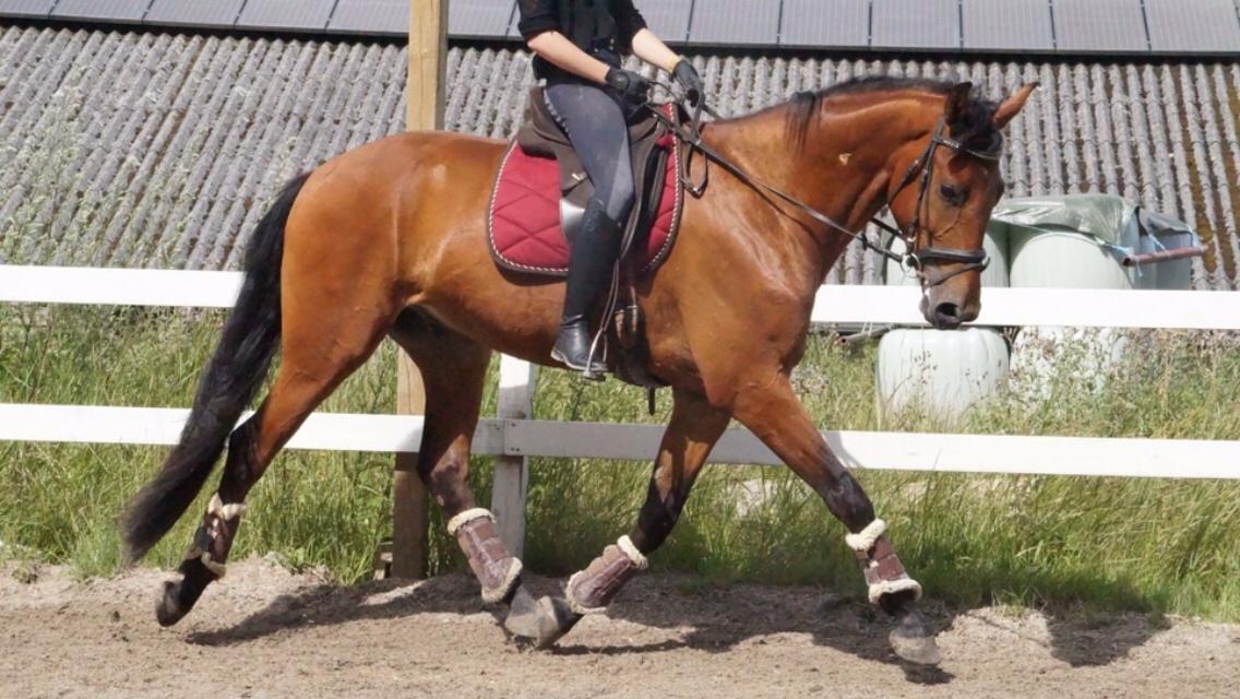 Dansk Varmblod Holtegårdens please me billede 3