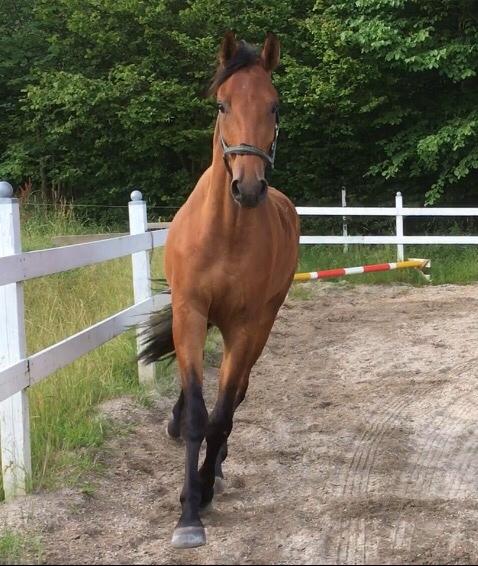 Dansk Varmblod Holtegårdens please me billede 4