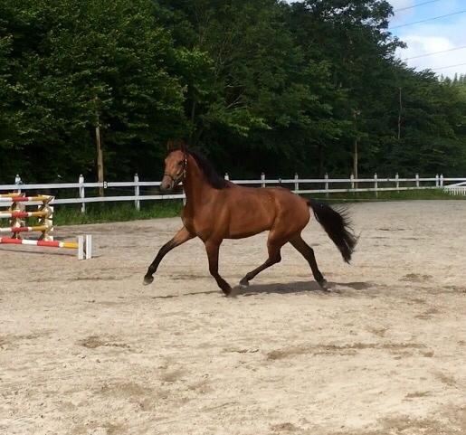 Dansk Varmblod Holtegårdens please me billede 5