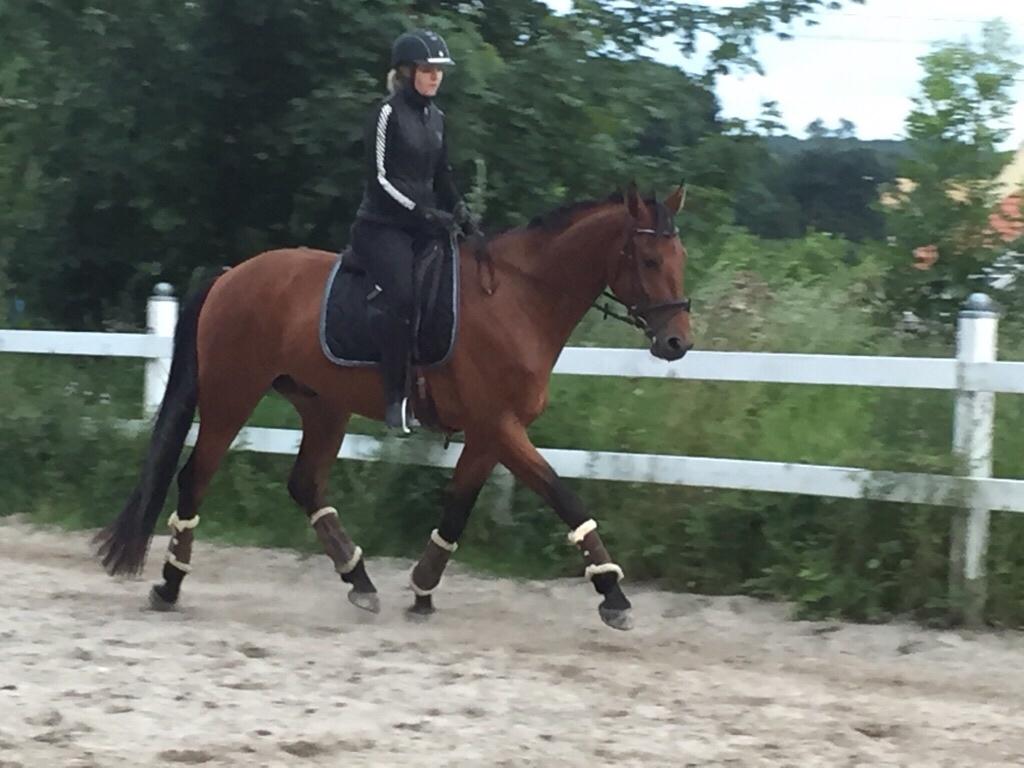 Dansk Varmblod Holtegårdens please me billede 6