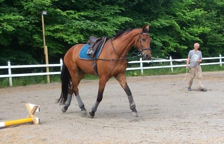 Dansk Varmblod Holtegårdens please me billede 7