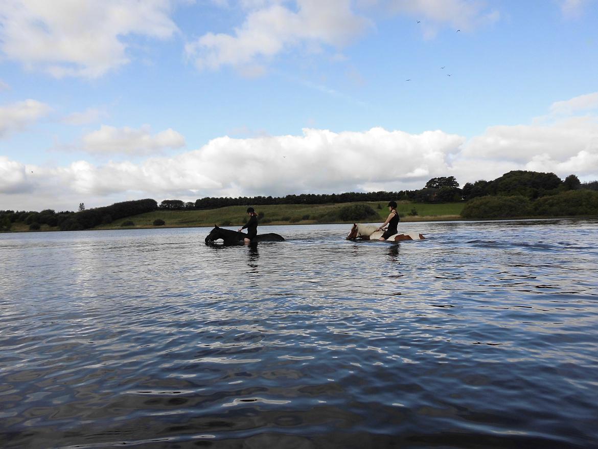 Islænder Gullfaxa fra Gudenådalen (Gulle) - Ude at svømme <3 billede 7
