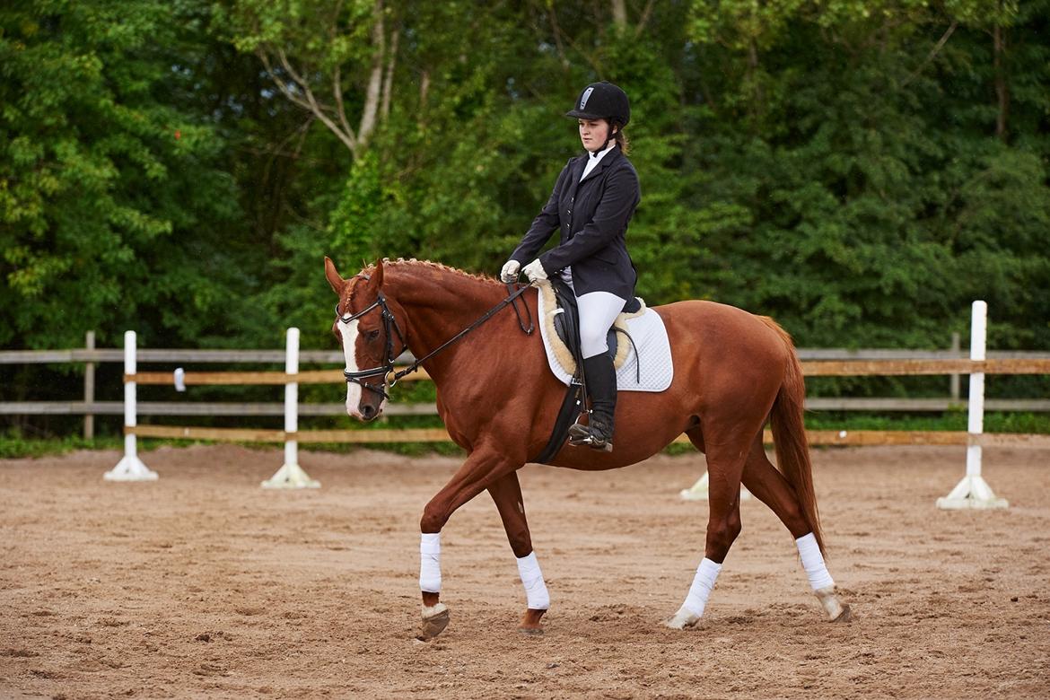 Polsk Varmblod Emma - Mit første stævne d. 29/8 2010 Foto: animal-print billede 2