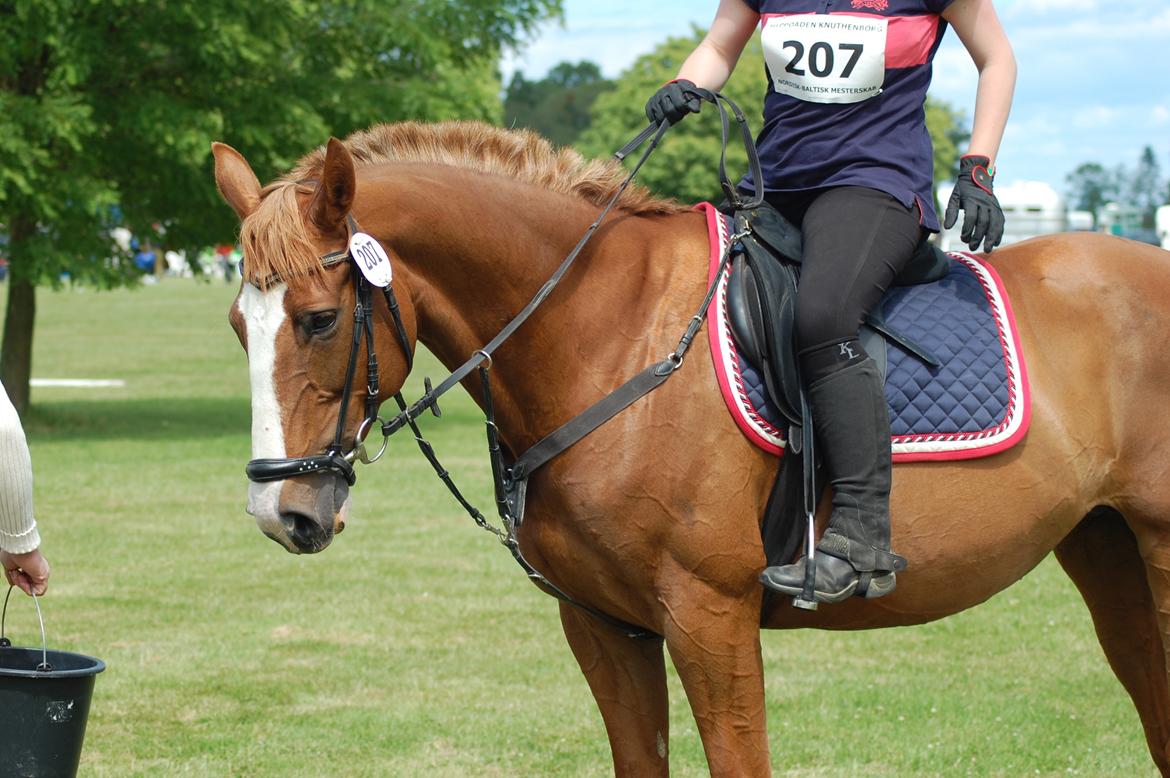 Polsk Varmblod Emma - distance-stævne, Hippoaden 25/6 2011 billede 31