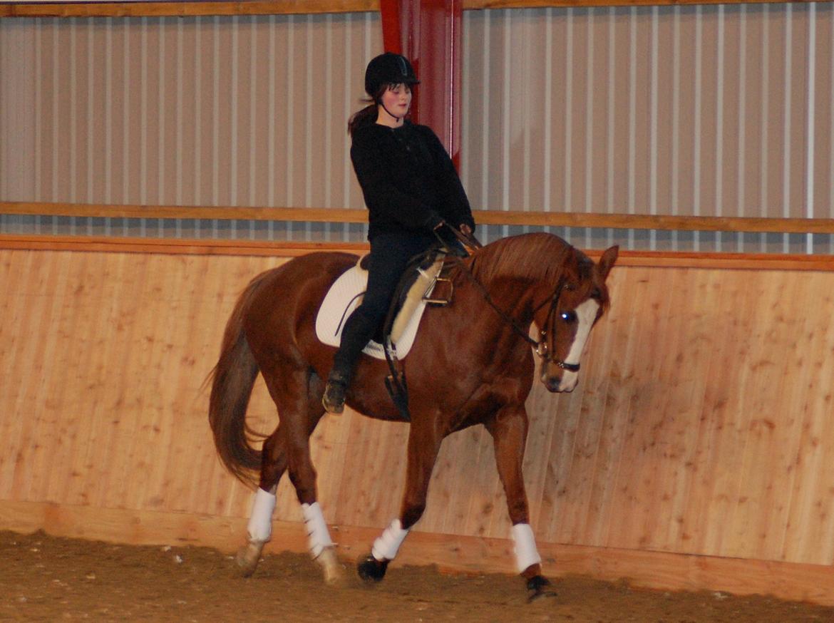 Polsk Varmblod Emma - Træner nedsidning :) billede 33