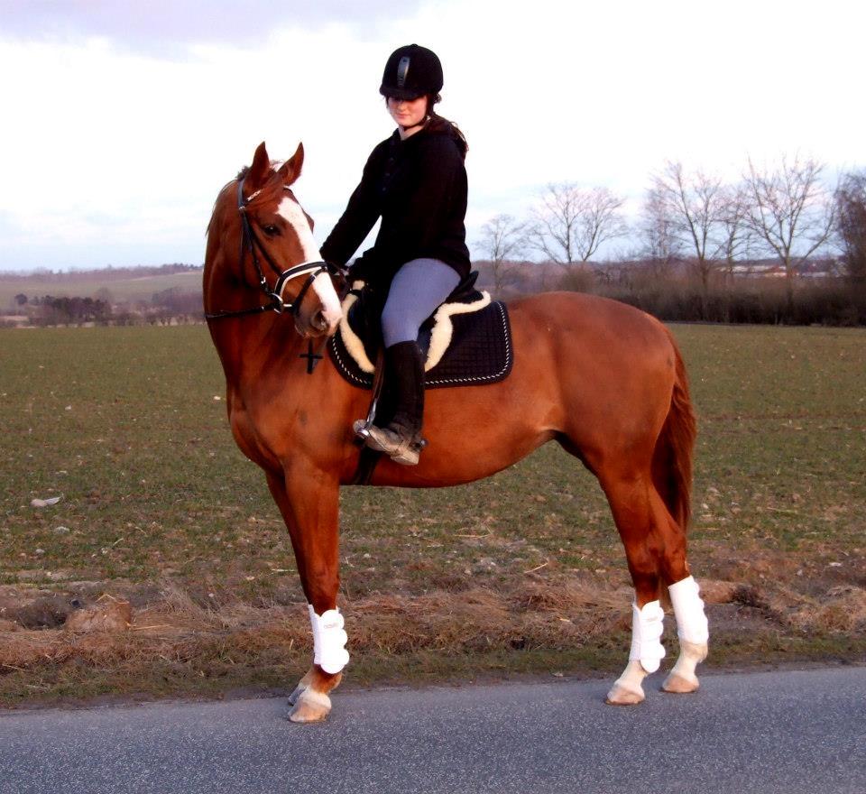 Polsk Varmblod Emma - Ildhest <3 billede 35