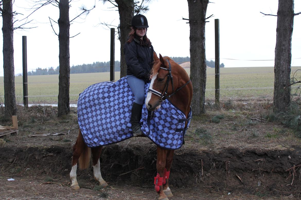 Polsk Varmblod Emma - 17 marts 2011 foto. Yvonne Kærlykke billede 22