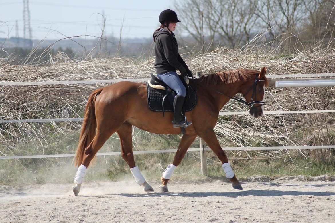 Polsk Varmblod Emma billede 25