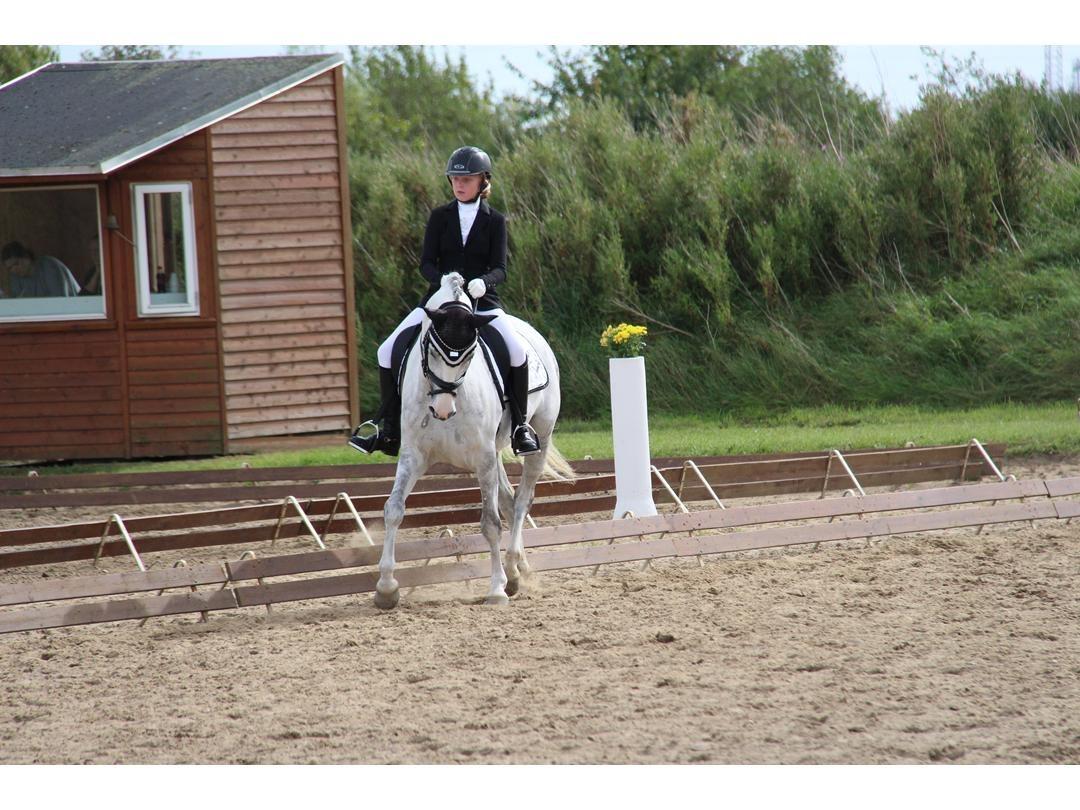 Svensk Sportspony  Uriah Heep A pony billede 15