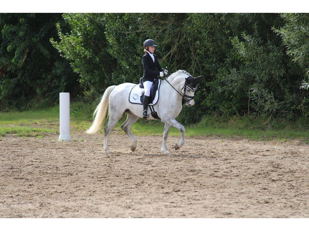 Svensk Sportspony  Uriah Heep A pony billede 13