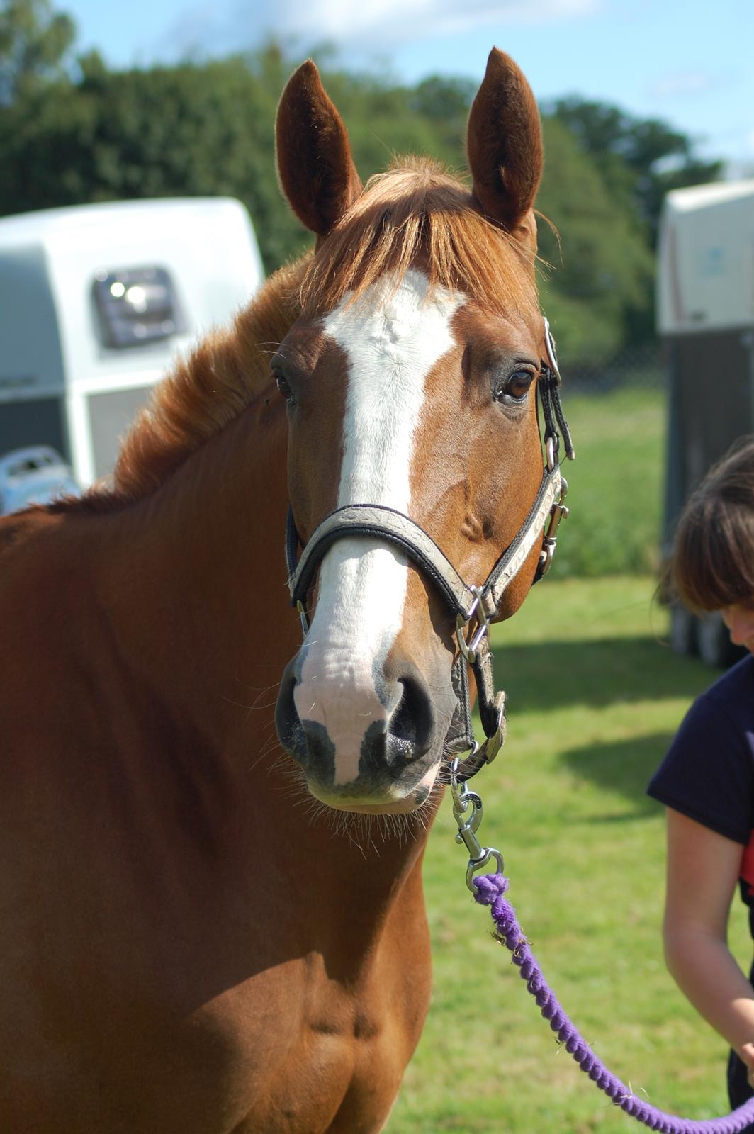 Polsk Varmblod Emma - distance-stævne, Hippoaden 25/6 2011 billede 36