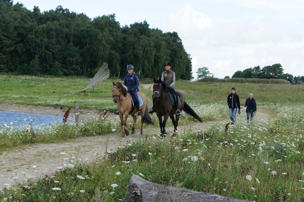 Anden særlig race Bandit billede 12