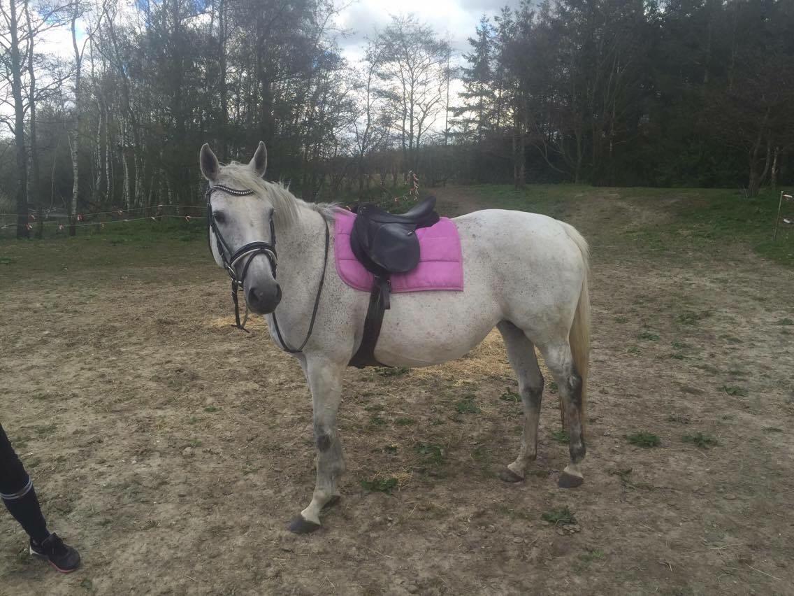 Polsk Varmblod Holli billede 3