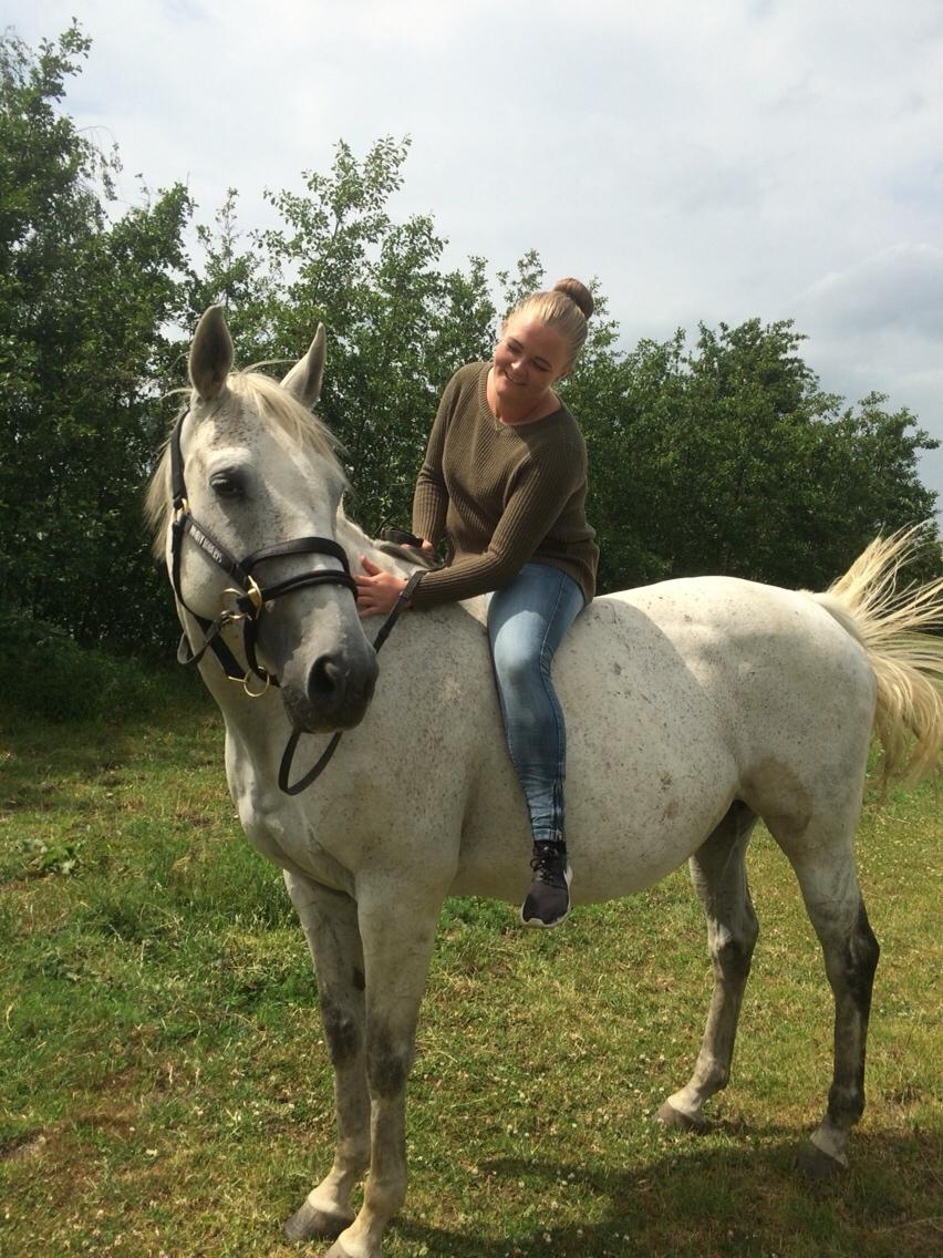 Polsk Varmblod Holli billede 4