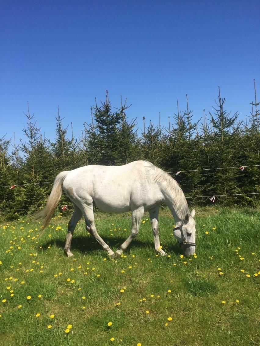 Polsk Varmblod Holli billede 6