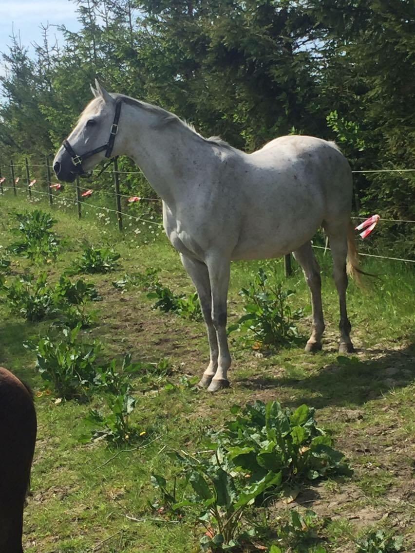 Polsk Varmblod Holli billede 5