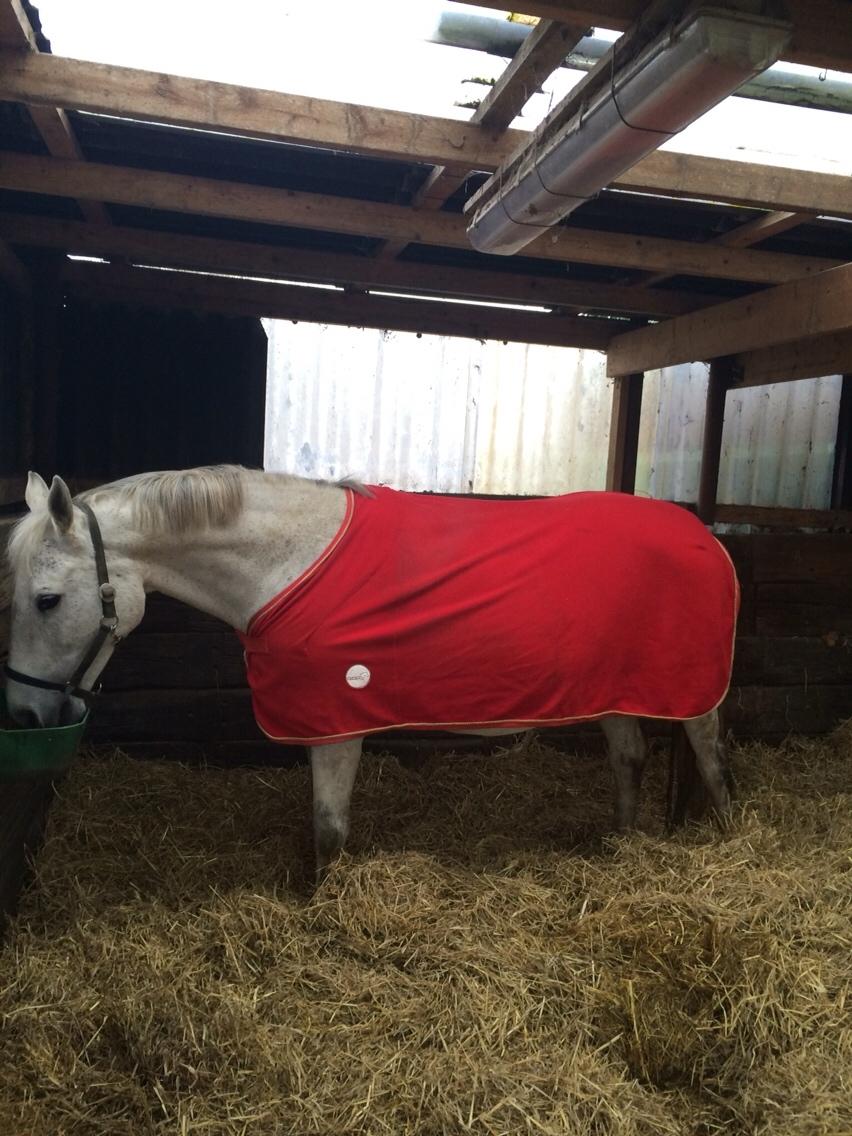 Polsk Varmblod Holli billede 7