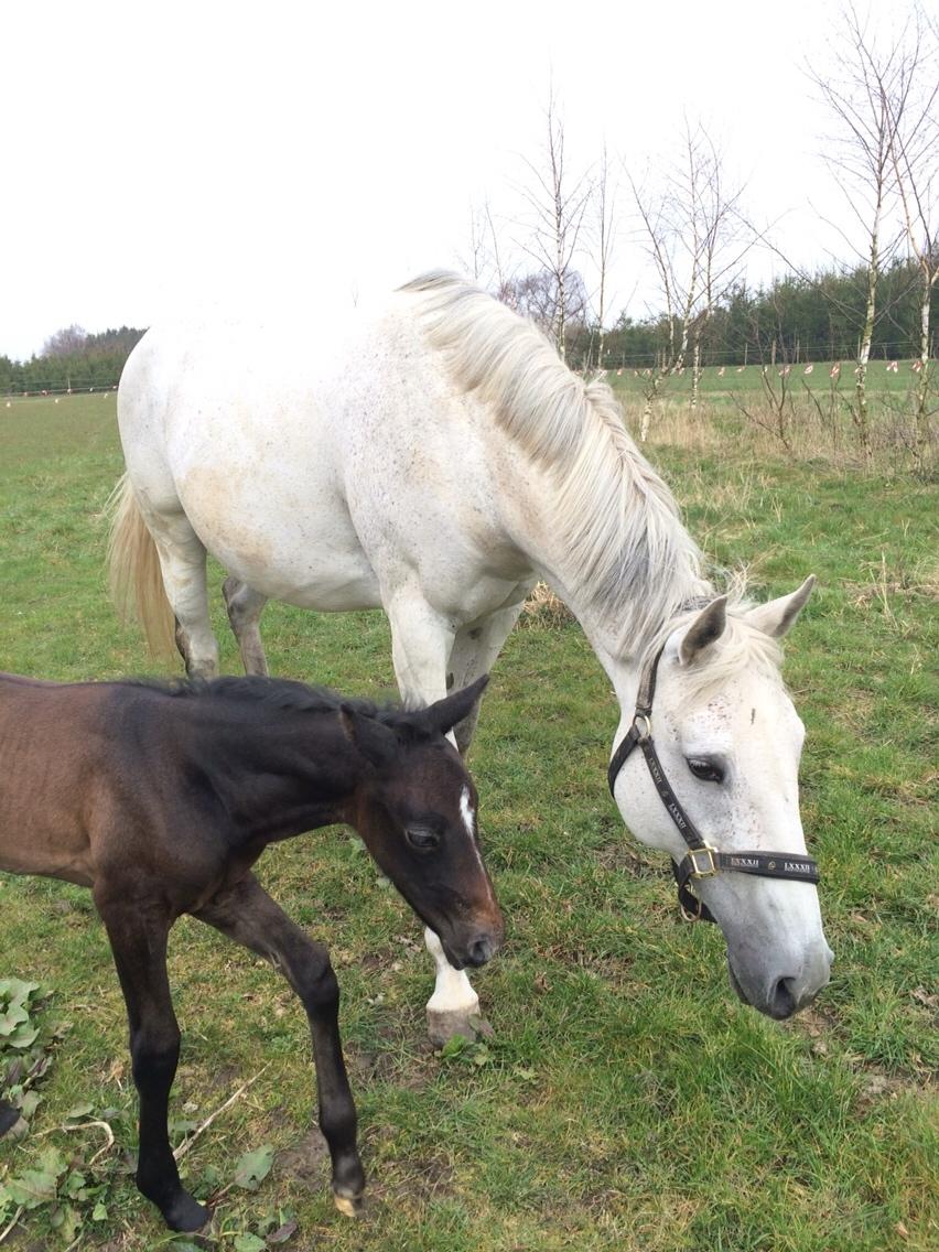 Polsk Varmblod Holli billede 8