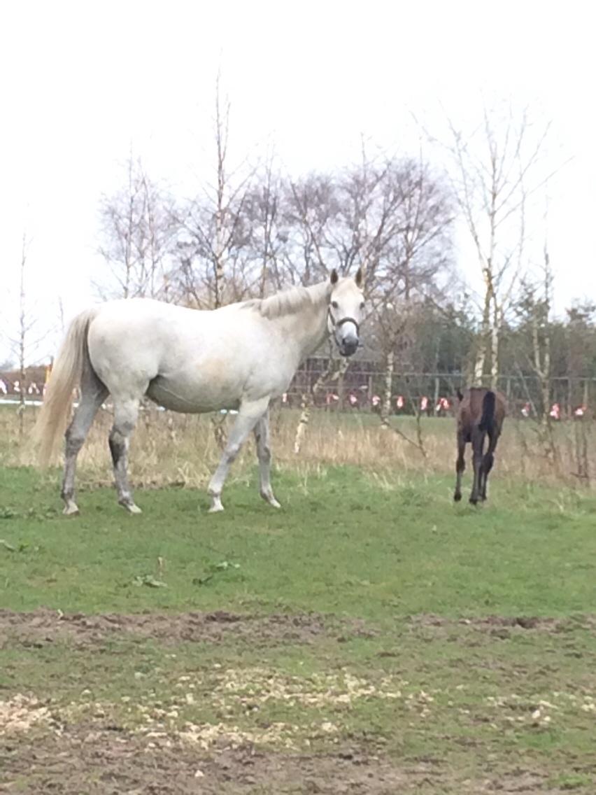 Polsk Varmblod Holli billede 9