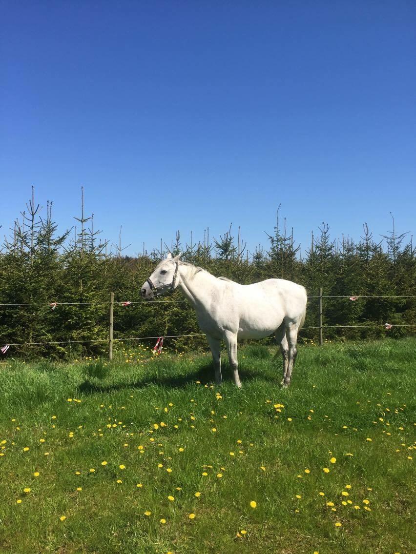 Polsk Varmblod Holli billede 10