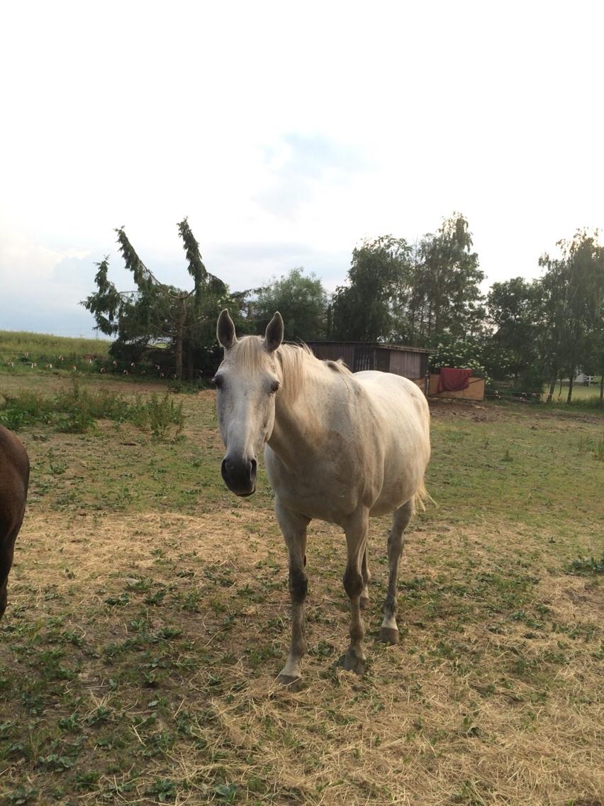 Polsk Varmblod Holli billede 12