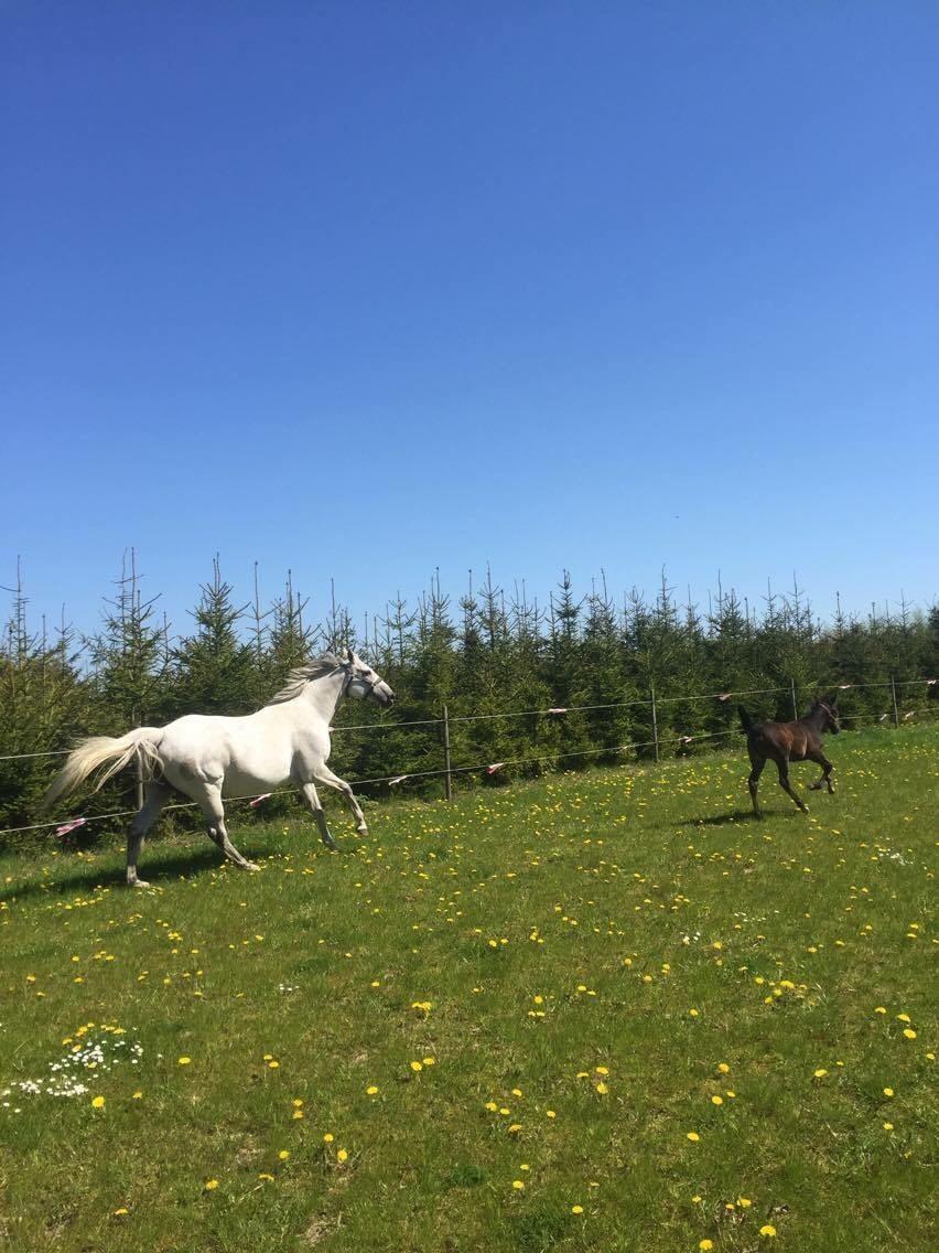 Polsk Varmblod Holli billede 11